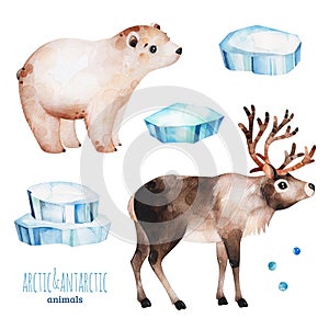 Watercolor set with cute polar bear and reindeer