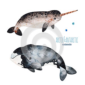 Watercolor set with cute whale and narwhal. photo