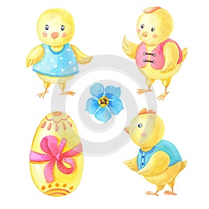 Watercolor set of cute yellow chickens in clothes, a blue flower and an Easter egg with a red ribbon.Spring happy Easter