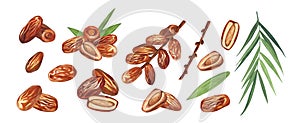 Watercolor set dry palm dates fruit. Hand-drawn illustration isolated on white background. Perfect for islamic