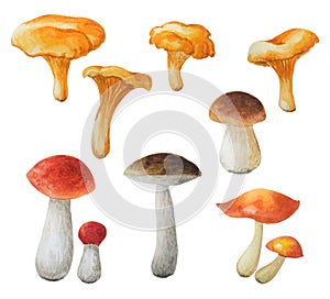 Watercolor set of edible noble mushrooms isolated on a white background. Chanterelle, boletuses, oilers.