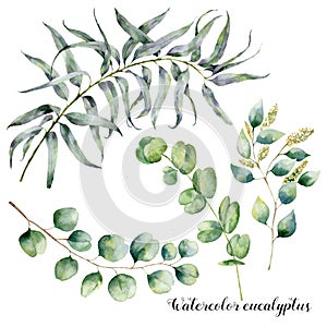 Watercolor set with eucalyptus branch. Hand painted floral illustration with leaves and branches of seeded and silver