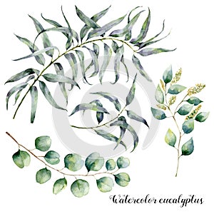 Watercolor set with eucalyptus branch. Hand painted floral illustration with leaves and branches of seeded and silver photo