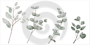 Watercolor set of Eucalyptus leaves and branches on white background, Vector illustration hand drawn of green nature elements for