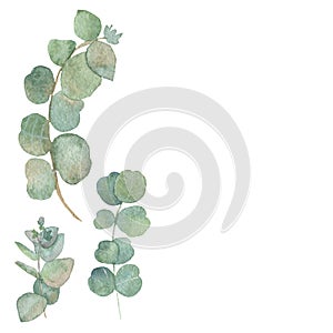 Watercolor set of eucalyptus medicinal branches isolated on white background.
