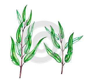 Watercolor set of eucalyptus twigs on a white background