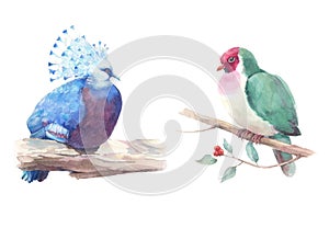 Watercolor set exotic doves sitting on the branch.