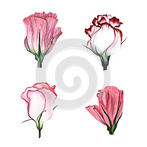 Watercolor set of flowers Eustoma