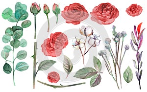 Watercolor set of flowers of red roses and branches of eucalyptus and cotton