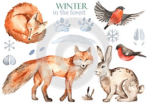 Watercolor set with forest animals fox, sleeping fox, hare, bullfinch, animal footprints in the snow, snowflakes