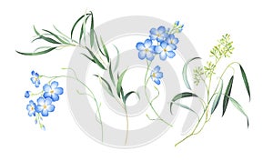 Watercolor set of forget me not flowers and eucalyptus isolated on white background.