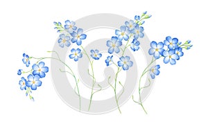 Watercolor set of forget me not flowers isolated on white background.