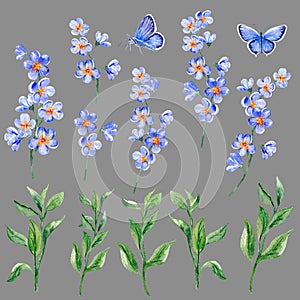 watercolor set Forget-me-not, leaves and blue Butterflies