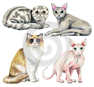 Watercolor set with four different breeds of cats