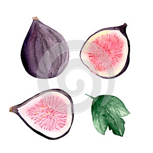 Watercolor set of fresh figs, slices of figs and leaves on a white background.