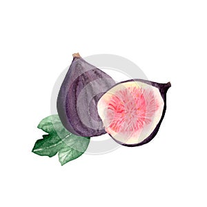 Watercolor set of fresh figs, slices of figs and leaves on a white background.