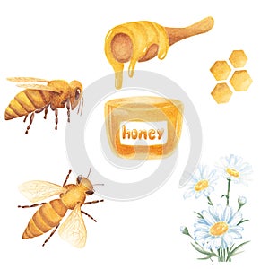 Watercolor set. Glass jar of honey, spoon of honey, honeycomb. Honey bee insects. Isolated on white background. Hand