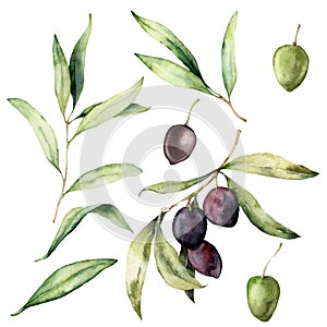 Watercolor set of green and black olives, branches and leaves. Hand painted nature elements isolated on white background