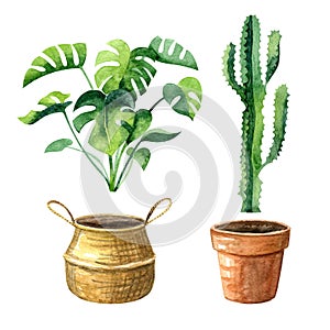 Watercolor set with home plants and pots. Monstera and straw basket cactus and clay pot.