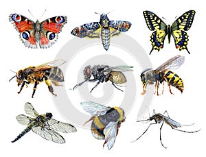 Watercolor set of insect animals wasp, moth, mosquito, Machaon, fly, dragonfly, bumblebee, bee, butterfly isolated