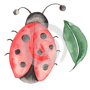 Watercolor set of insects, ladybugs, bedbugs, beetles with leaves on a white background.