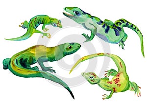 Watercolor set of isolated tropical lizards green color photo
