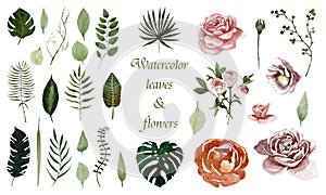 watercolor set with leaves  branches and flowers  roses for design