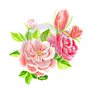 Watercolor set of leaves, flowers and rosehip, hand painted floral illustration isolated on a white background.