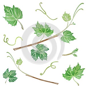 Watercolor set of leaves grapes and branches
