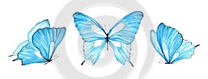 Watercolor set light blue isolated butterfly on white background