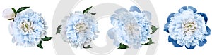 Watercolor set  light blue  peonies  flowers on white isolated background. Closeup. For design.