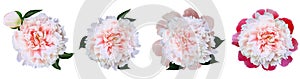 Watercolor set  light red  peonies  flowers on white isolated background. Closeup. For design.