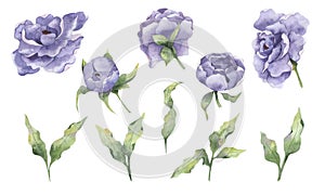 Watercolor set with lilac flowers of peonies and twigs of leaves, isolated elements on a white background.