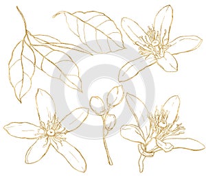 Watercolor set of line art lemon flowers, gold leaves and buds. Hand painted fresh fruits isolated on white background