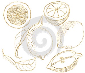 Watercolor set of line art lemons and gold leaves. Hand painted fresh fruits isolated on white background. Tasty food