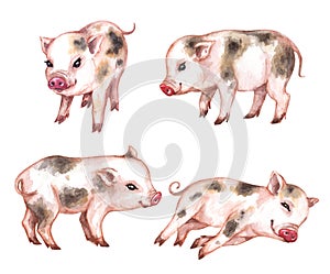 Watercolor Set of Micro Pigs photo