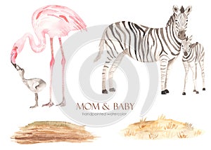 Watercolor set mom and baby Africa zebras, flamingos, meadow of dry grass