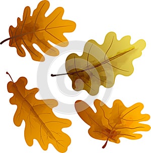 Watercolor set of oak brown autumn leaves isolated on white background