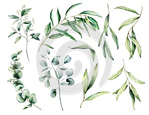 Watercolor set with olive and eucalyptus branch, leaves. Hand painted floral illustration isolated on white background