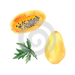 watercolor set with papay apapaya piece, papaya leaves