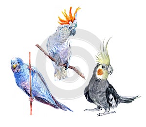 Watercolor set of parrots bird animal illustration isolated on white background