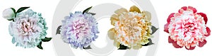 Watercolor set peonies  flowers on white  isolated background. Closeup. For design.