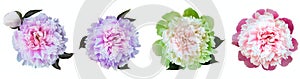 Watercolor set  peonies  flowers on white  isolated background. Closeup. For design.