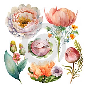 Watercolor set of peonies, isolated on a white background. AI generative