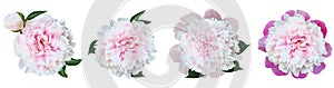 Watercolor set  pink peonies  flowers on white  isolated background. Closeup. For design.