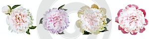 Watercolor set  pink peonies  flowers on white  isolated background. Closeup. For design.