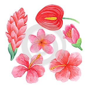 Watercolor set of pink and red tropical flowers