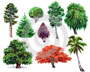 Watercolor set of plants oak, bush, Japanese maple, willow, palm, spruce, Pine, isolated