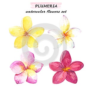Watercolor set of plumeria tropical flowers - white, yellow, pink and red. Hand drawn illustration isolated on white background.