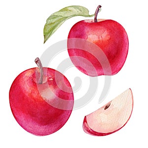 Watercolor set red apple with half and slices on white background. Handrawing illustration